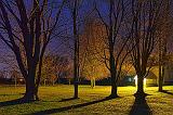 Trees At Night_22813-7